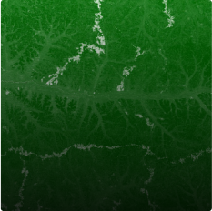 Global Forest Canopy Height 2019